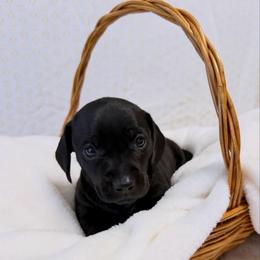 Black female - Black female Dachshund puppy in Red Bluff, California from Wildflower Weenies