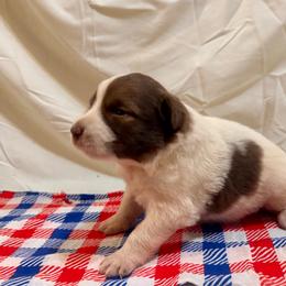 Red and Blue - Tri-color female Karakachan puppy in Pikeville, Tennessee from Rock Solid Ranch