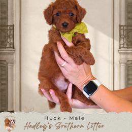 Huck - Red  male Goldendoodle puppy in Norcross, Georgia from Teddy Puppies