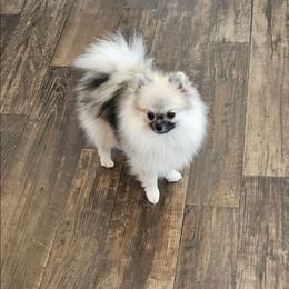 Macho Man - Pomeranian