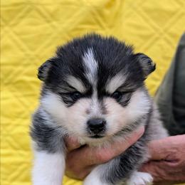 Birch - 1800 - Black and white male Pomsky puppy in Spring Hill, Florida from www.PuppyTimeEmporium.com