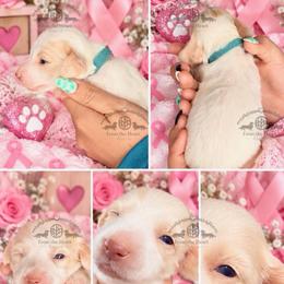 Mr. Blue-2800 - Cream male Dachshund puppy in Sparr, Florida from From the Heart Doxies