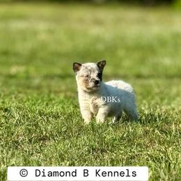 Artemis - Blue mottled female Australian Cattle Dog puppy in Keeling, Virginia from Diamond B Kennels / DBK’s