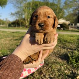 Pink paw print - Dark golden female Golden Retriever puppy in Harrisburg, North Carolina from Bunn Ranch Goldens & Bernese