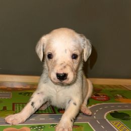 Holiday - White and black female Dalmatian puppy in Bremen, Georgia from Clark’s Dalmatians