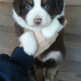 Australian Shepherds from Bell Branch Aussies