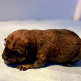 Koji - Red male Shiba Inu puppy in Cincinnati, Ohio from Timberwood Paws