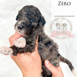 Male Pick Number 2 - Blue merle male Aussiedoodle puppy in Corydon, Indiana from Ridgeline Doodles