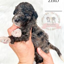 Male Pick Number 2 - Blue merle male Aussiedoodle puppy in Corydon, Indiana from Ridgeline Doodles