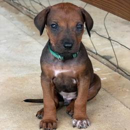 Chip - Rd whtn blk nose male Rhodesian Ridgeback puppy in Montgomery, Texas from Timber Ridge Kennels
