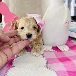 Lilly - Cream Maltipoo puppy in West Jordan, Utah from Mid Sized Maltipoos and More LLC