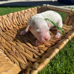 Rudy - Parti male Goldendoodle puppy in Phoenix, Arizona from Amore Doodles & Poodles