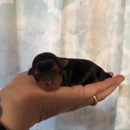 Tucker - Black and tan male Yorkshire Terrier puppy in Boone, North Carolina from Coffeycup Yorkies