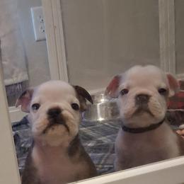 Bulldog Puppies from B-Hive Bulldogs