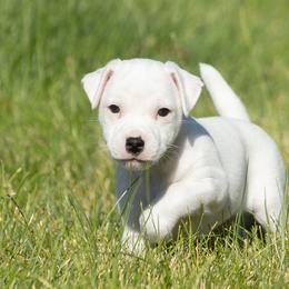 Promise Land - White female Jack Russell Terrier puppy in Yakima County, Washington from Saddle Rock Kennels