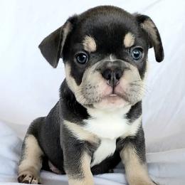 French Bulldogs from Delilah's Frenchies