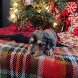 Mila Jr. - Dapple female Dachshund puppy in Price, Utah from Smiling Dog Dachshunds