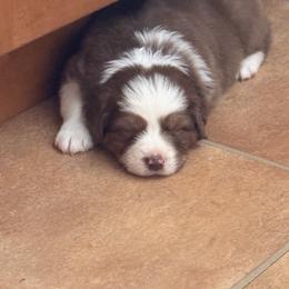 Checkers - Red tri-color male Australian Shepherd puppy in Rochester, New Hampshire from ChaHar's Australian Shepherds