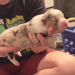 Meadow - Red merle female Australian Shepherd puppy in Williston, Florida from Over The Rainbow Aussies