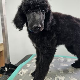 Blue boy - Blue male Poodle puppy in Wentzville, Missouri from Velvet Rain Poodles