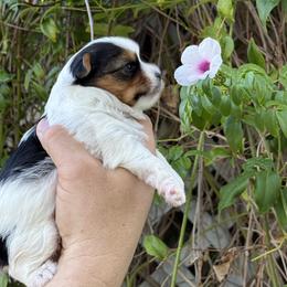 Kaly - Black tan and white female Biewer Terrier puppy in Temecula, California from Biewer & Maltese Puppies