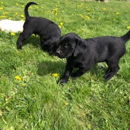 Labrador Retriever Puppies from Premium Labradors of Ontario