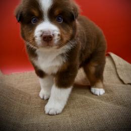 Belgian Malinois and Miniature American Shepherd Puppies from Raindance Ranch