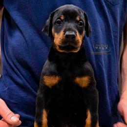 Klair - Black and rust female Doberman Pinscher puppy in China Township, Michigan from Snell's Superior Kennel Dobermann & GSP