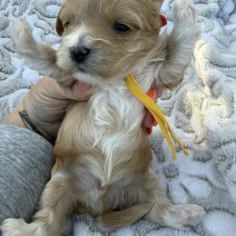 Yellow color ( Rhea litter) - Red male Maltipoo puppy in Fredericktown, Missouri from Doodle Pups Fur-Ever