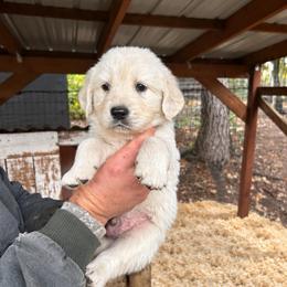 Male 6 - Light golden male Golden Retriever puppy in Rainier, Washington from Hanson’s NW Goldens & Doodles