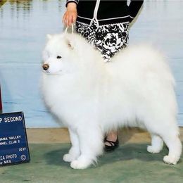 Bentley - Samoyed