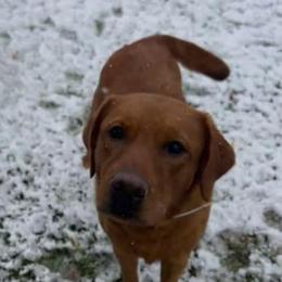 Cypress - Labrador Retriever
