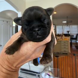 Fester - Brown male Brussels Griffon puppy in Gastonia, North Carolina from BZB Frenchies, Griffs & Long hair Chihuahuas