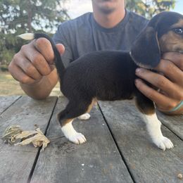 Boy 1 - Black fawn and white male Beagle puppy in Hudson, Michigan from Bachman’s Kennel