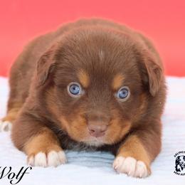 Wolf - Red tri male Miniature Australian Shepherd puppy in Weeki Wachee, Florida from Arlington's Mini Aussies
