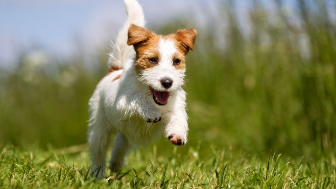 Russell Terrier