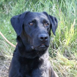 Labrador Retrievers from S&S Kennels LLC