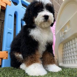 Purple girl - Red female Bernedoodle puppy in Gilbert, Arizona from Azteddybeardoodles