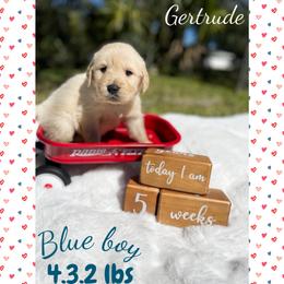 Golden Retriever Puppies from All shades Golden
