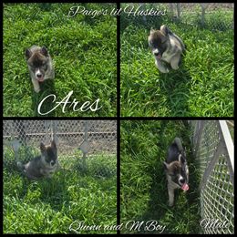 Ares - Agouti and white male Siberian Husky puppy in Bloomfield, Indiana from Paiges lil huskies