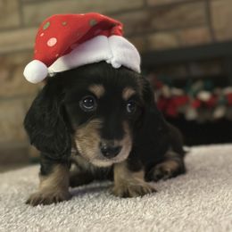 Dachshund Puppies from Southern Sash Doxies