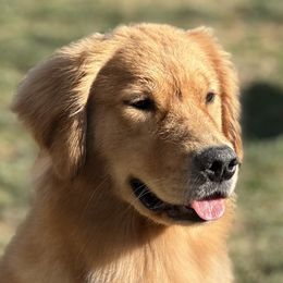 Belgian Sheepdogs and Golden Retrievers from Wildmour Kennels