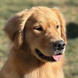 Belgian Sheepdogs and Golden Retrievers from Wildmour Kennels