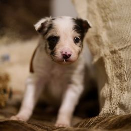 Mango - Blue merle male Border Collie puppy in Lodi, California from R3 Sport Dogs (Rafter 3 Ranch)