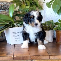 Bernedoodle and Bernese Mountain Dog Puppies from Wild Mountainside Bernedoodles
