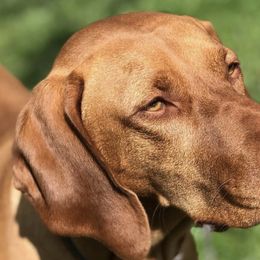 Annie - Vizsla