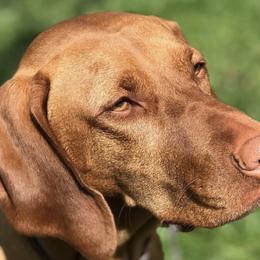 Annie - Vizsla