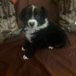 Patsy - Black & white female Miniature Australian Shepherd puppy in Florence, Arizona from Triangle H Ranch Aussies