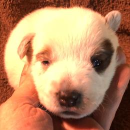 L62-01 - Red speckled male Australian Cattle Dog puppy in Sheridan, Oregon from 6pk Cattledogs