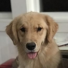 Buttercup  - Golden Retriever